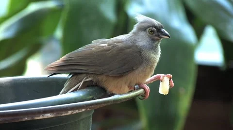Bird Eating at Feeder Stock Footage 40971579