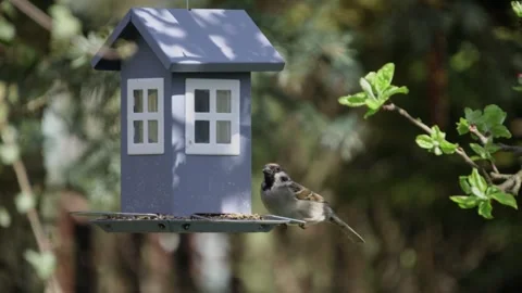A bird eating from a feeder in the garden Stock Footage 242111942
