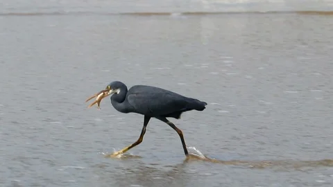 Bird eating fish. Bird taking the fish with him, heron catch fish 動画素材 100985260