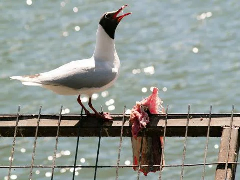 Bird eating fish Stock Photos