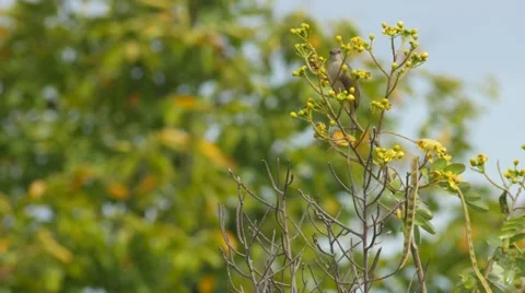 Bird is eating flower Video stock 68997677