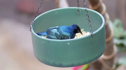 Bird eating Video stock 30136570