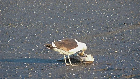 Bird eating Stock Footage 91078734