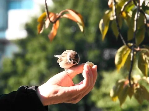 Bird eating Stock Footage 275873457