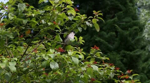Bird eating the fruit. Stock Footage 10844616