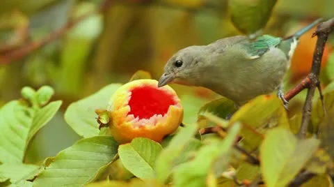 Bird eating fruit Stock Footage 22099106