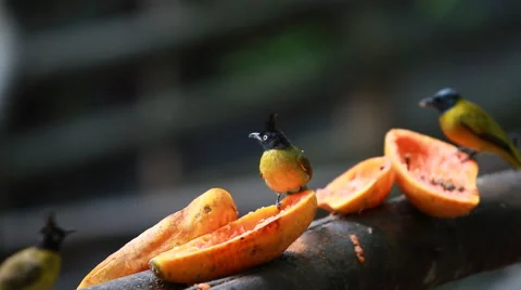 Bird eating fruit Stock Footage 48220834