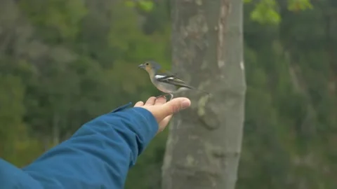Bird eating from hand Stock Footage 220690672