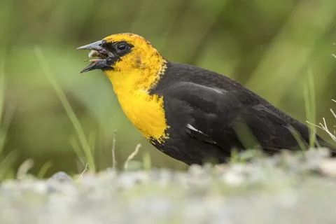 Bird is eating insect. Stock Photos
