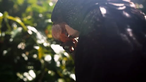 Bird Eating Nut Video stock 156026932