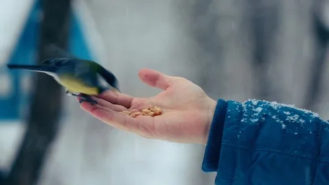 Bird eating out of a hand Stock Footage 87792347