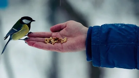 Bird eating out of a hand Stock Footage 87792684