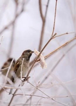 A bird is eating a piece of bread from a tree branch Foto stock