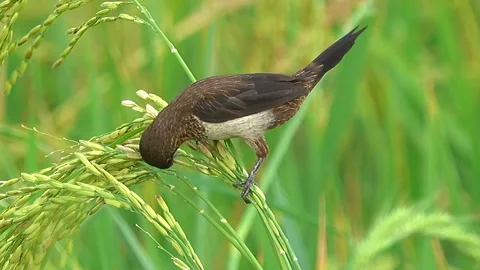 Bird eating rice 스톡 동영상 274188534
