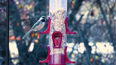 Bird Eating Seed Stock Footage 166417829