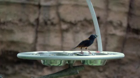 A bird is eating seeds at a feeder in a backyard Stock Footage 343229687
