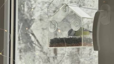 Bird Eating Seeds On Window Feeder Close Up Winter Scene Home Wildlife Care And Video stock 336469643