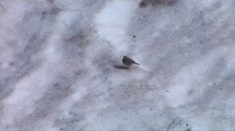 Bird eating from snow pack 스톡 동영상 37597624