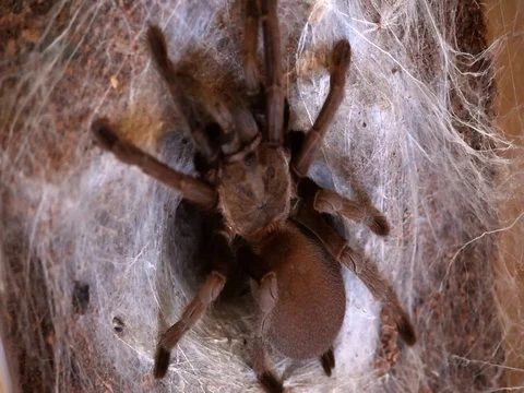 Bird Eating Spider Stock Footage 99805203