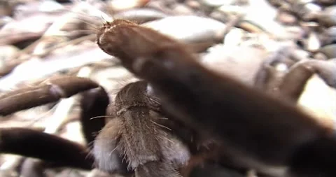 Bird eating spider 스톡 동영상 241301016