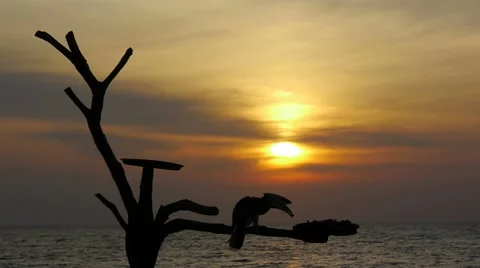 Bird eating at sunset by the sea Stock Footage 60259805