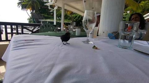 Bird Eating Off Table Video stock 94839366
