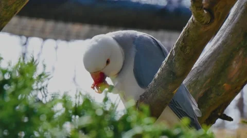 Bird eating in a tree 動画素材 340041201
