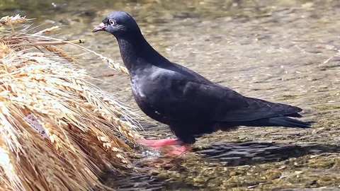 Bird eating wheat 库存影片 78149237