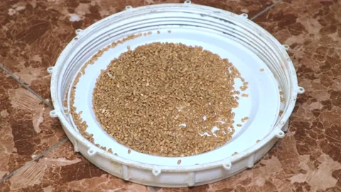 A bird eating wheat Stockbeeldmateriaal 131715345