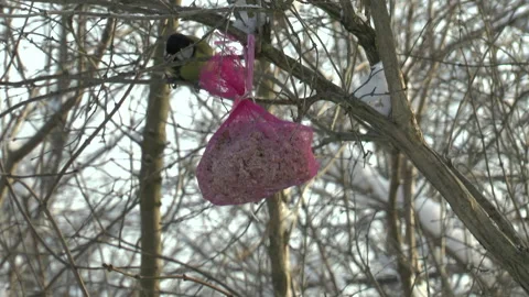 Bird eating in winter Stock Footage 133202096