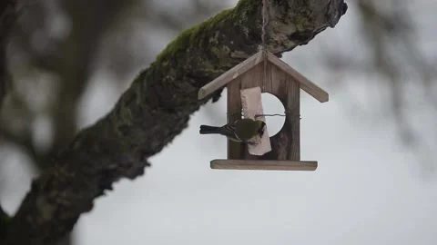 The bird eats bacon(lard) during the winter time. Parus Stock Footage 147455845