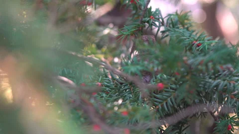Bird eats berries sitting on a branch Stock Footage 120039210