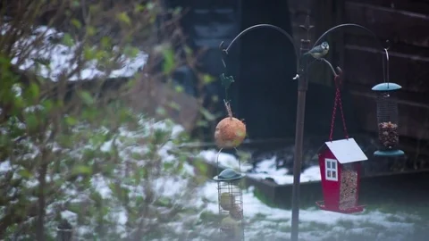 A Bird Eats From a Bird Feeder In a Winter Garden 動画素材 81717098