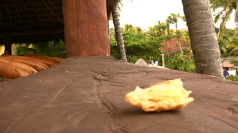 Bird eats bread Stock Footage 8156499