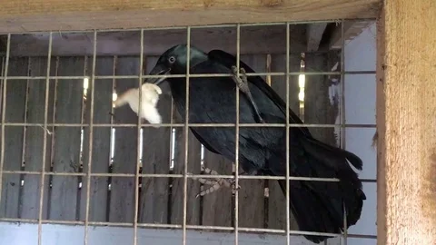 Bird Eats Bread inside aviary  talons grip - blackbird crow jackdaw Grackle wing Stock-Footage 73056771