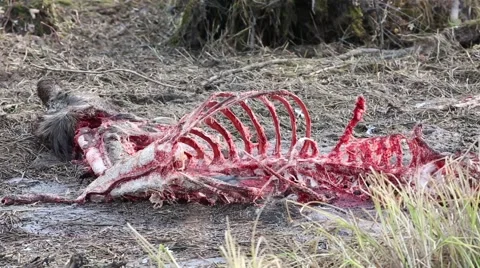 Bird eats carcus Stock Footage 46944271