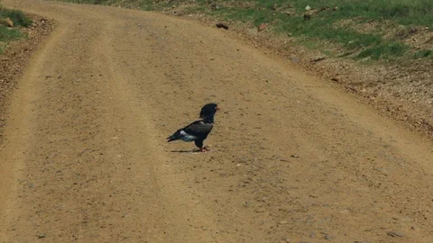 The bird eats carrion on the hot asphalt Video stock 104995603