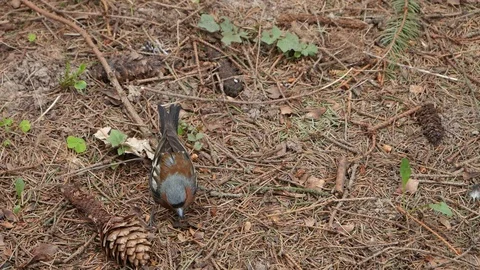 The bird eats cone seeds in the forest. Video stock 129067374