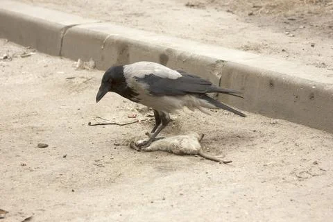 Bird eats dead rodent. Gray crow and gray rat 写真素材