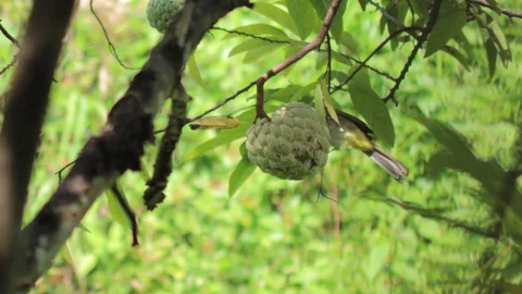 Bird eats fruit of a tree then flew 库存影片 95454413