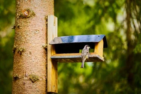 Bird eats the grain from the feeder in the summer forest Stock Photos