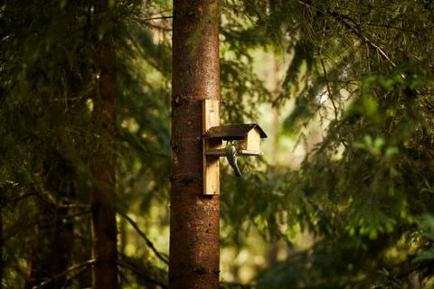 Bird eats the grain from the feeder in the summer forest Foto stock