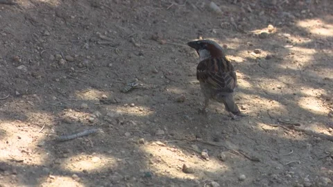 Bird Eats Grasshopper Stock Footage 247267741