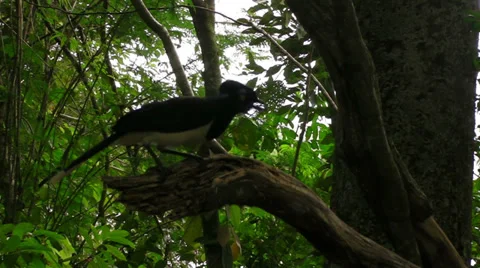 A bird eats grubs out of a dead stump. Stock Footage 33688029