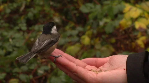 Bird Eats From A Hand Stock-Footage 800531