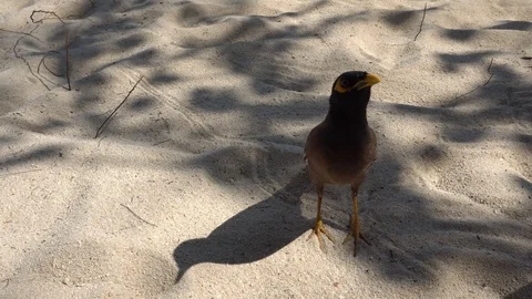 Bird eats with hands. Right on the beach sand came to the hand of man. Video stock 106966540