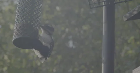Bird eats at a hanging bird feeder Stock Footage 194147470