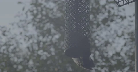 Bird eats at hanging bird feeder Stock Footage 194204572