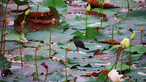 Bird eats on the lake Stock Footage 94026602