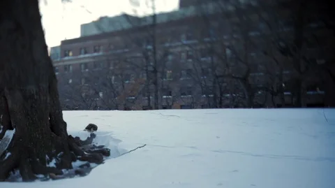 Bird eats a meal next to a tree in a snowy park before flying away. Stock Footage 88406792